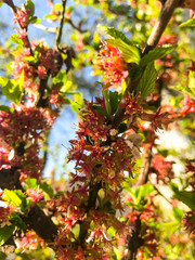 Blooming Nanking cherry (Cerasus, Prunus tomentosa) in spring. 