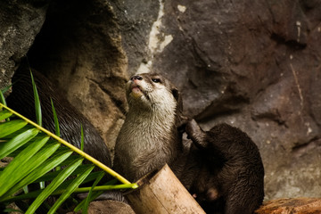 Obraz premium Otter at feeding time in Australia
