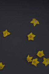 vertical of yellow flowers on black background