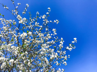 Cherry garden blooming against blue sky.