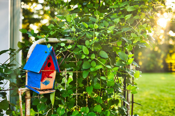 red and blue birdhouse on rusted gate with ivy - horizontal
