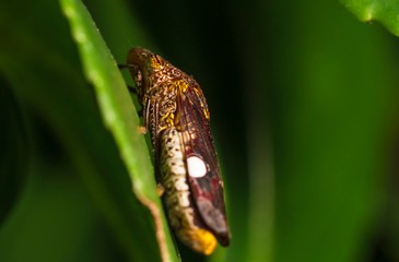 This is a close up, very detailed macro image capture of an interesting looking sharp shooter leaf hopper bug insect on a green stem.