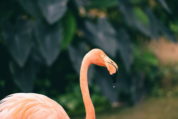 Fototapeta premium Beautiful bird flamingo orange on nature green tropical plant background - Caribbean flamingo