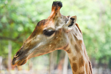 giraffe in front and funny on nature green tree background in the national park