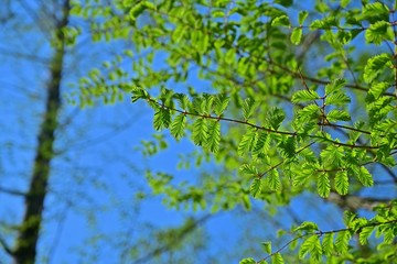 青空バックに新緑のメタセコイヤの若葉