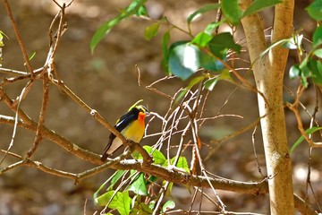 木陰でくつろぐキビタキオス