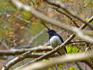 止まり木でポーズするオオルリオス
