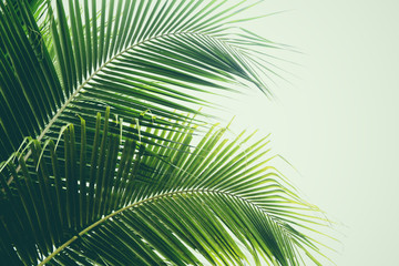 Fresh green palm leaf on coconut tree tropical plant leaves