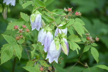 Campandula and Rasberries