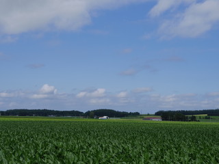 Fototapeta na wymiar 北海道十勝平野の広大な畑