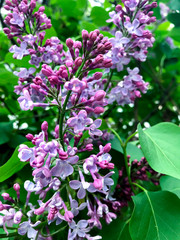 Fototapeta na wymiar lilac flower bush syringa close-up on street.