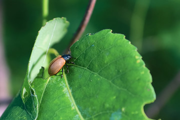 Closeup of an Aspen Leaf Beetle on a leaf