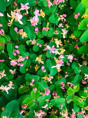 Honeysuckle bush background with pink flowers