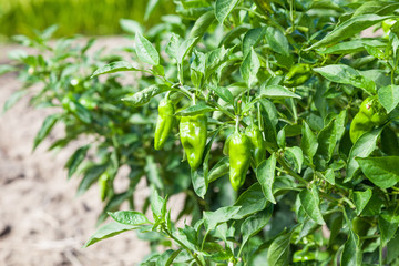  green chili peppers tree growing in the garden., chili pepper on the plant.