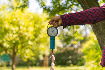 farmer hand weigh the collected harvest to sell