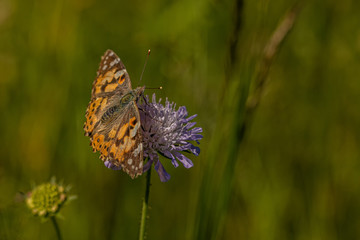 Nature