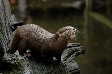Otter at feeding time in Australia