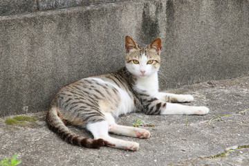 Obraz premium 猫の兄弟