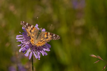 Nature