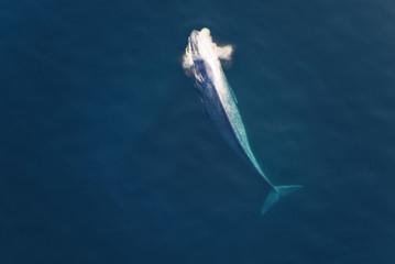 A blue whale blows as it surfaces for air