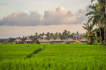 Obraz premium Rice field in sunrise time for background