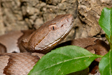 Eastern Copperhead (Agkistrodon contortrix) close-up