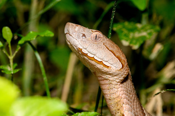 Eastern Copperhead (Agkistrodon contortrix) close-up