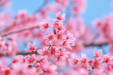 Soft focus, beautiful Wild Himalayan Cherry blossom, Prunus cerasoides in Thailand,