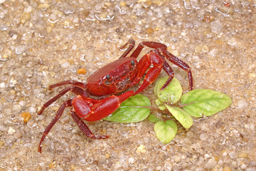 Red land crab (Phricotelphusa limula)(Male), It’s also known as waterfalls crab or . One of world most beautiful fresh water crabs, It’s native only in Phuket island, Thailand. Very rare