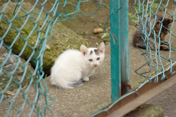 破れた金網フェンスの向こうにいるカメラ目線の子猫