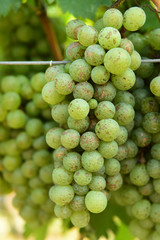 Vine and bunch of white grapes in garden