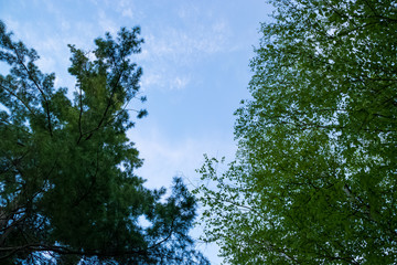 Looking up at the sky and lush foliage of deciduous and coniferous trees in the boreal biome of the Northwoods forestry