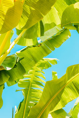 Green Banana leaves background. Abstract summer background with tropical leaves. Banana plant tree leaves.