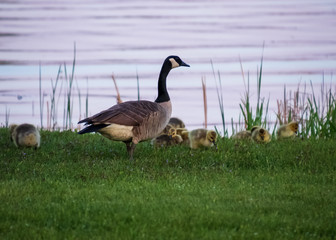 Adult parent goose is feeding with a gaggle of goslings at sunset on the grassy shoreline of the Chippewa Flowage in the Northwoods forest of Hayward, WI