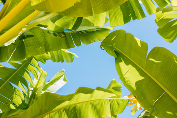 Green Banana leaves background. Abstract summer background with tropical leaves. Banana plant tree leaves.