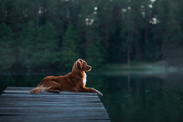 Nova Scotia Duck Tolling Retriever Dog in nature sitting on wooden bridge and looking at the lake....