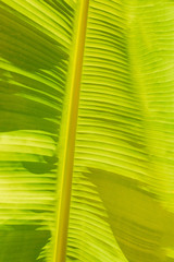 Banana leaf texture pattern surface background. Abstract summer background with tropical leaves.