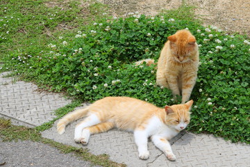 猫のコミュニケーション