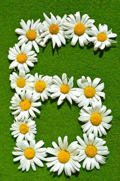igure in the shape of digit six 6 stacked from natural garden daisy flowers with white petal on green grass lawn background in bright summer sunny day