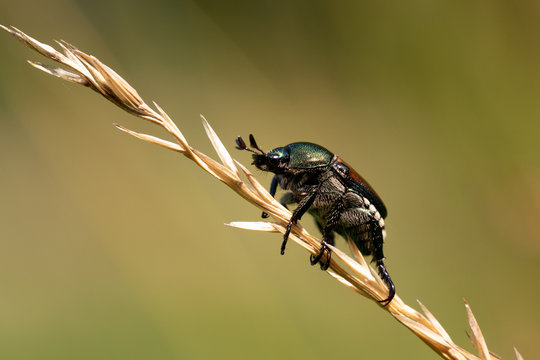 June beetle or green beetle on seeding grass 
