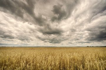 Wheat field in european countryside at cloudy summer day