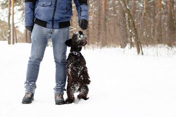 Owner is training his black miniature schnauzer on a background of winter coniferous forest.