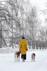 Young woman is walking in a snowy winter park with her two dogs. Back view.