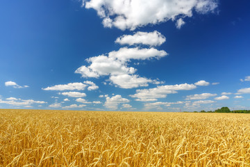 Fototapeta premium Rural landscape with golden wheat field over blue sky at sunny day.