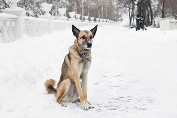 Brown and white short-haired mongrel dog on a background of a winter snowy park.