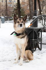 Brown and white short-haired mongrel dog near to an urn and a bench in a winter snowy park is waiting an owner.