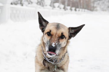 Brown and white short-haired mongrel dog is looking into the camera on a background of a winter snowy park.