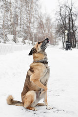 Brown and white short-haired mongrel dog on a background of a winter snowy park.