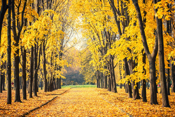Alley in the bright autumn park