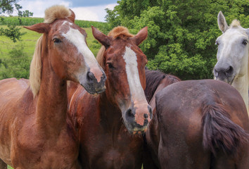 Horses on a farm